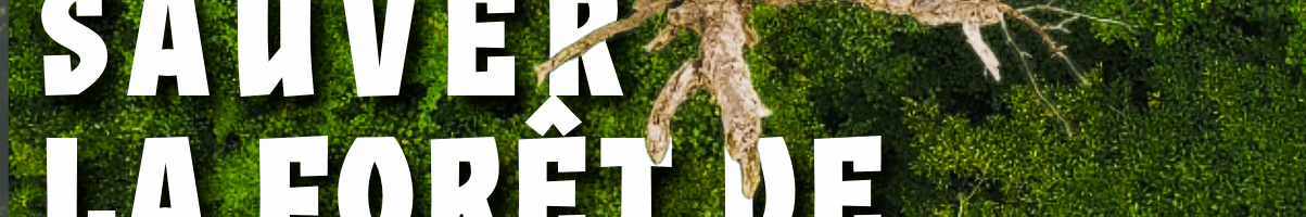 Il faut sauver la forêt de Chantilly