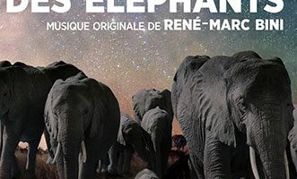 Elephant night