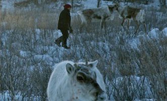 A woman among the reindeer